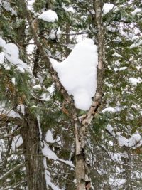 Valentine's Day Heart in Algonquin Park!