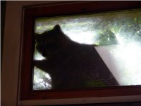 Raccoon          