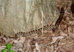 Massasauga Rattlesnake