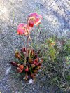 Pitcher Plant