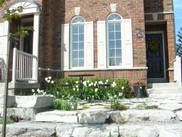 Front garden in Spring