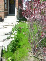 Front garden in Spring