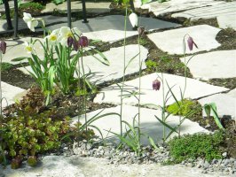 Front garden in Spring