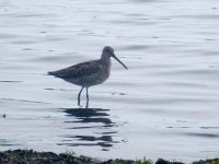 Sandpiper at Point Pelee