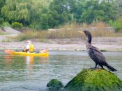 Cormorant and kayak