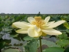Plantlife at Point Pelee