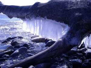 Ice Alligator?