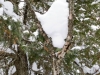 Valentine's Day Heart in Algonquin Park!