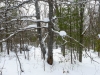 Snowshoeing in Algonquin Park