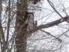 Bird feeding stations in Algonquin Park