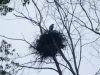 The Beaver River - Bald Eagle