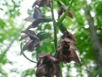 Broad Leaved Helleborine