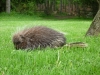 Porcupine at Penny's Farmhouse