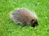 Porcupine at Penny's Farmhouse