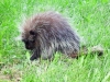 Porcupine at Penny's Farmhouse
