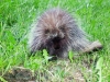 Porcupine at Penny's Farmhouse
