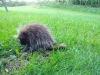 Porcupine at Penny's Farmhouse