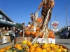 Apple Factory - Harvest