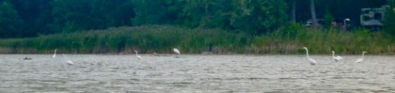 Egrets everywhere!