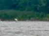 Egrets everywhere!