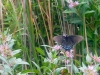 Swallowtail at Point Pelee