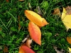 fall-8-of-12-medium