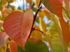 fall-9-of-12-medium