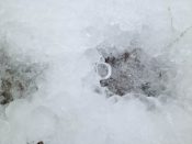 Toronto Ice-Storm 2013