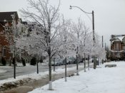 Toronto Ice-Storm 2013