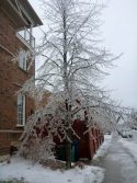 Toronto Ice-Storm 2013