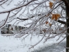 Toronto Ice-Storm 2013