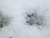 Toronto Ice-Storm 2013