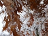 Toronto Ice-Storm 2013