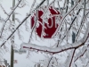 Toronto Ice-Storm 2013