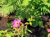 Wild Gardens of Acadia