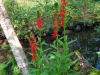 Wild Gardens of Acadia