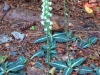 Wild Gardens of Acadia