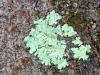 Wild Gardens of Acadia