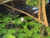 Spider\'s Web
