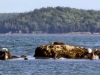 Seals!