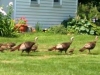 Wild Turkeys, near Lincolnville, ME