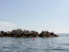 Cormorants and Gulls