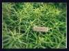 Wild Gardens of Acadia