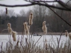 Mountsberg Conservation Area