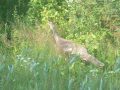 Wild Turkey
