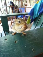 Chipmunk at Whisperwood