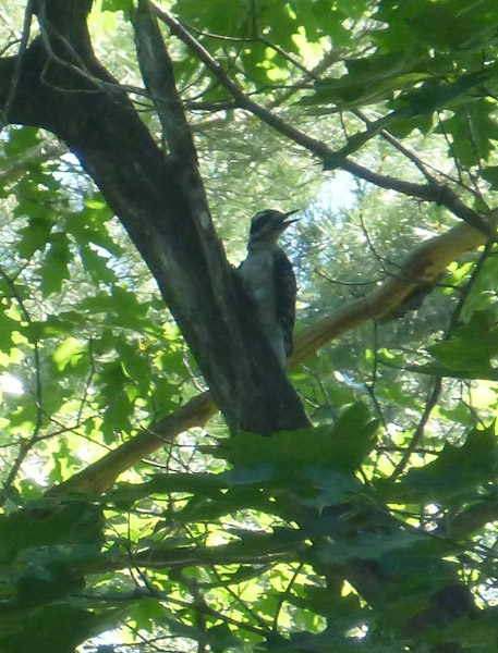 Woodpecker at Whisperwood