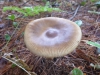 Fungi at Whisperwood