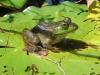 Frog at Whisperwood