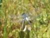 Dragonfly at Whisperwood